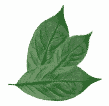 leaf-point