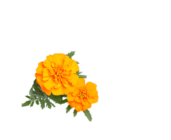 Mexican marigold