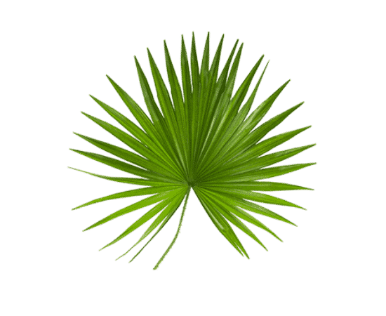Palmier de Floride