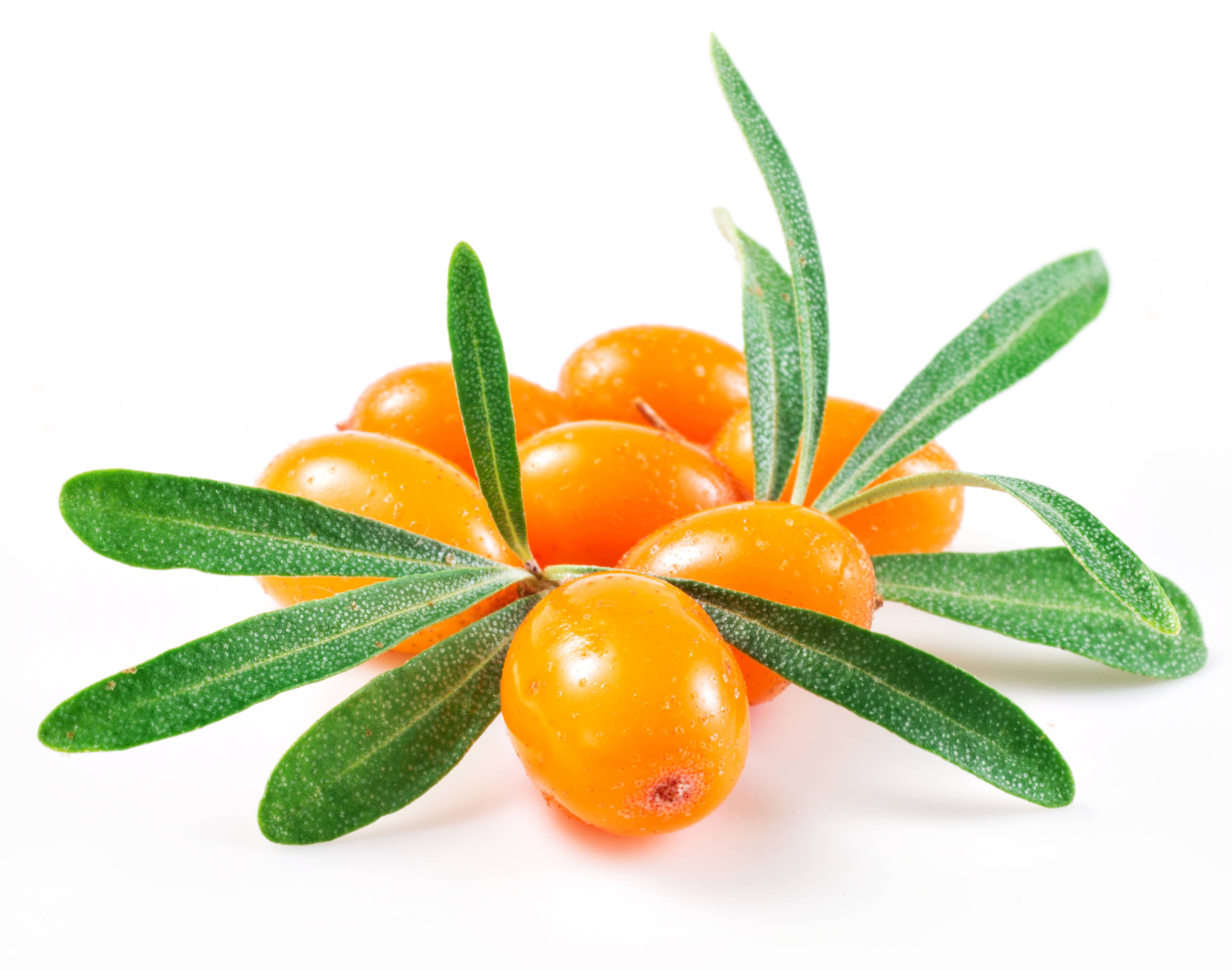 Sea buckthorn isolated on the white