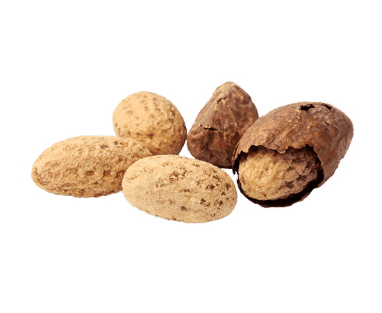 The kola nut