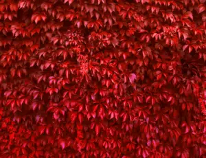 NUTREOV–circulation-300×230