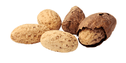 The kola nut