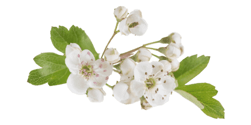 Aubépine