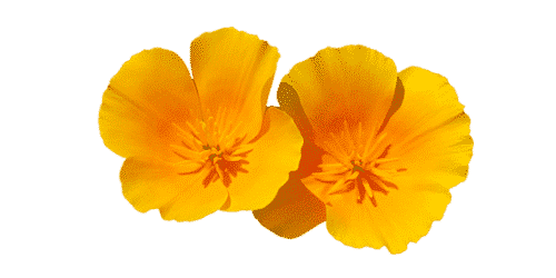 Eschscholtzia