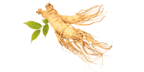 Ginseng