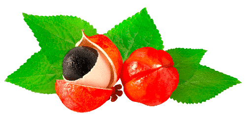 Guarana