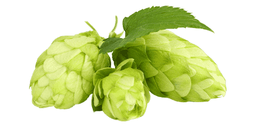 Houblon