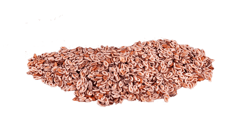Ispaghul
