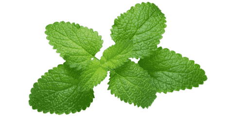 Lemon balm