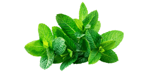 Essential oil of peppermint