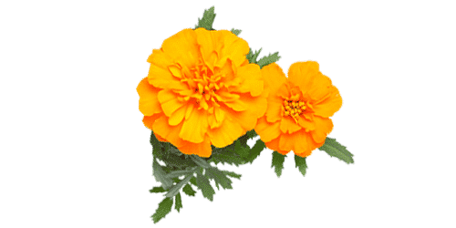 Mexican marigold