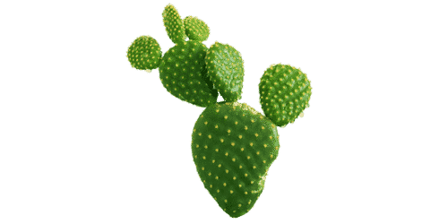 Opuntia