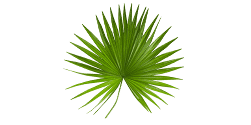 Palmier de Floride