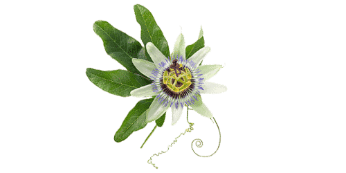 Passiflore