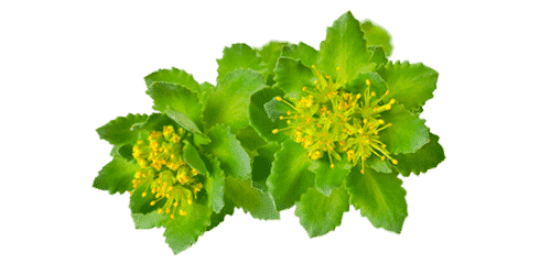 Rhodiola