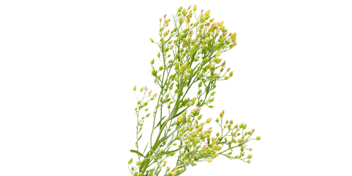 Canada fleabane