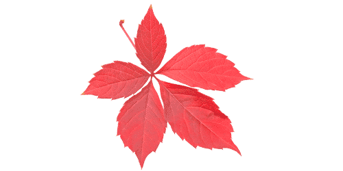 Vigne rouge