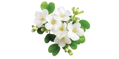 Bacopa
