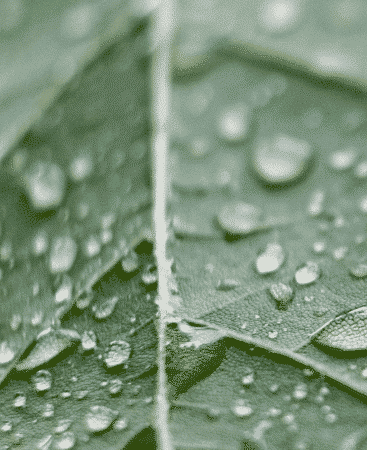 leaf-drop-story3