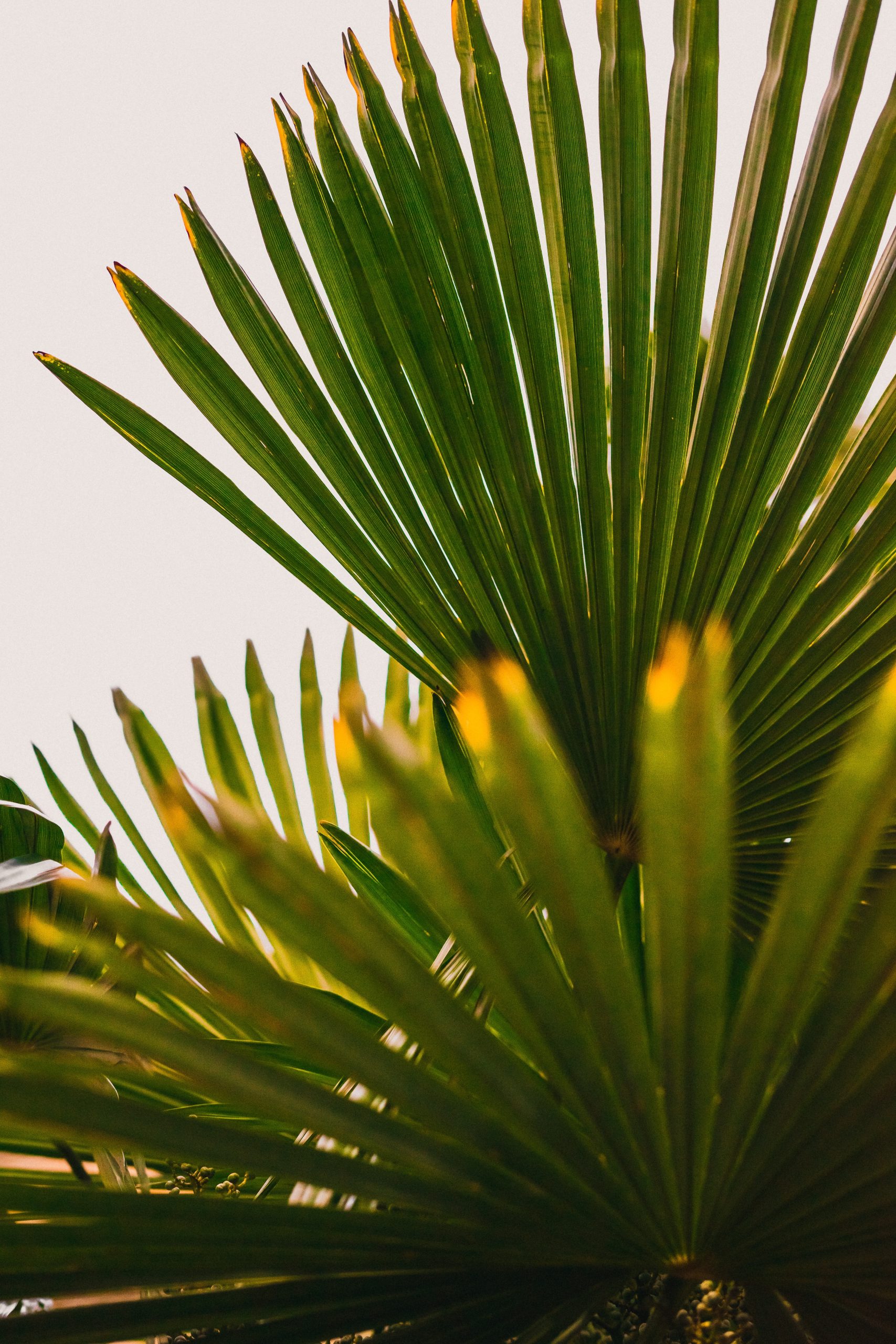Quelles plantes pour soulager les douleurs articulaires ?
